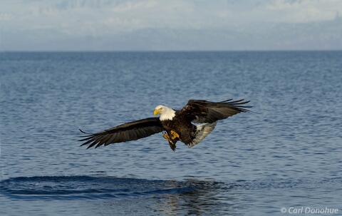 Photo of bald eagle hunting