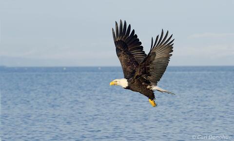 Photo of bald eagle flying hunting for fish