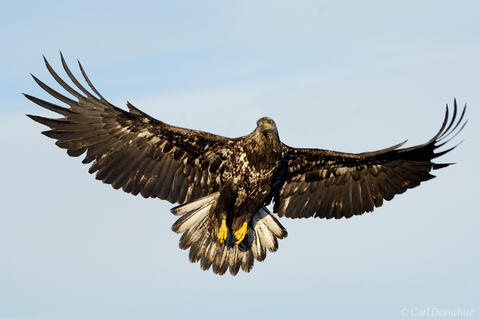 A majestic juvenile Bald Eagle fishing in Kachemak Bay State Park, Homer, Alaska. (Haliaeetus leucocephalus)