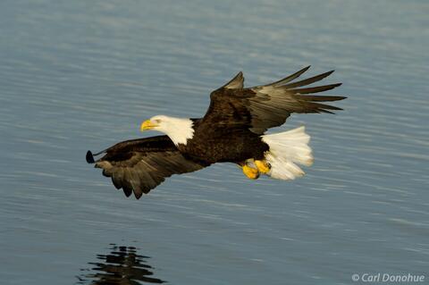 Photo of bald eagle flying over Kachemak Bay Homer Alaska