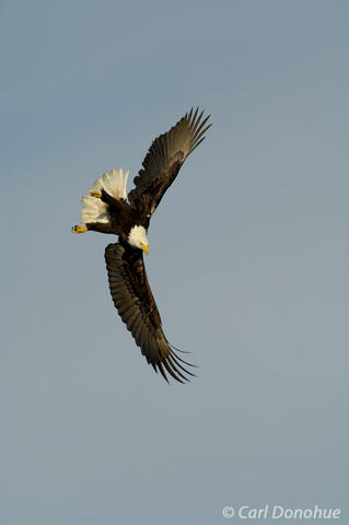Photo of bald eagle Homer Alaska