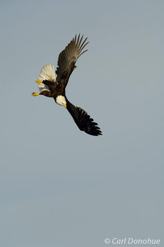 Photo of bald eagle Alaska