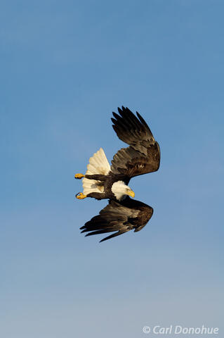 Photo of bald eagle Homer Alaska