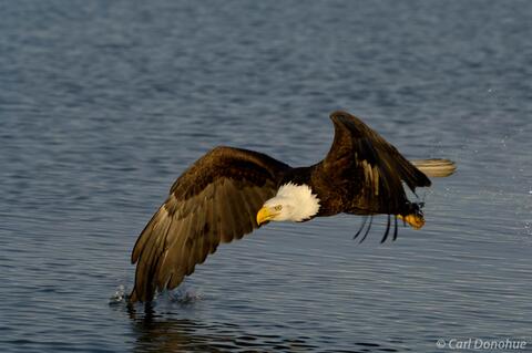 Photo of Alaska bald eagle fishing