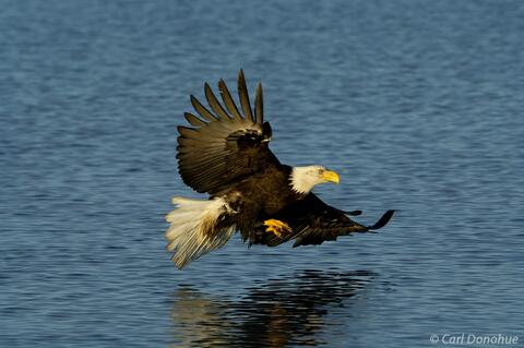 Alaska bald eagle fishing Kachemak Bay Homer