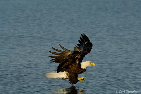 Alaska adult bald eagle fishing