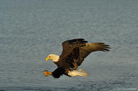 Photo of bald eagle fishing