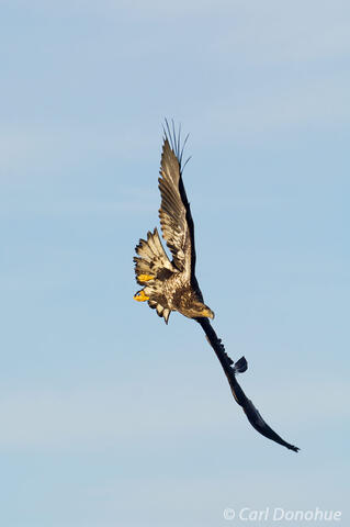 Photo of Alaska immature bald eagle fishing