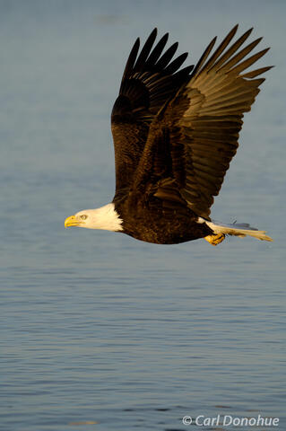 Alaska bald eagle flying Kachemak Bay