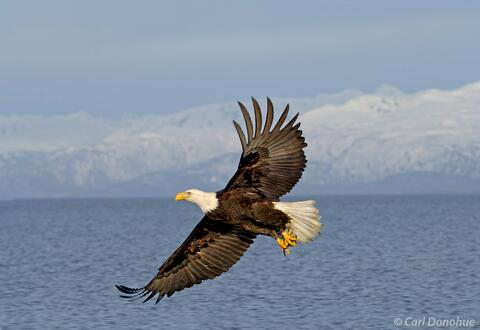 Bald eagle fishing Kachemak Bay Alaska