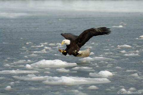 Mature bald eagle fishing Alaska