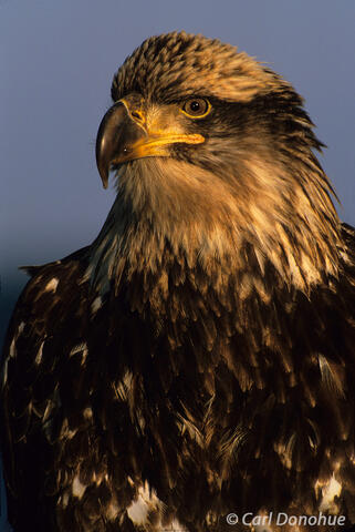 Photo of immature bald eagle
