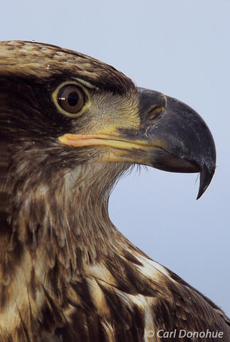 Photo of juvenile bald eagle
