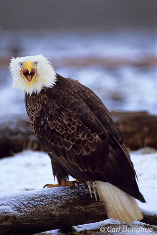 Photo of bald eagle calling on a snowy log