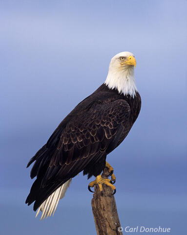 Photo of bald eagle perched on a stump Alaska