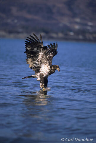 Photo of juvenile bald eagle fishing