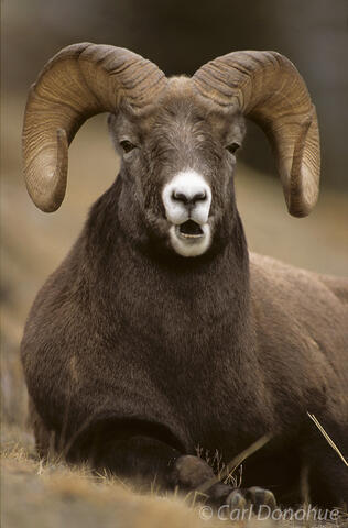 Bighorn Sheep, ram, Jasper National Park, Alberta, Canada. Ovis canadensis