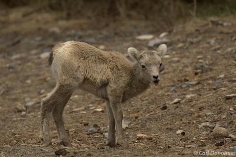 Young bighorn sheep lamb photo