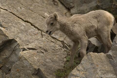 Bighorn sheep lamb on the rocks in the mountains