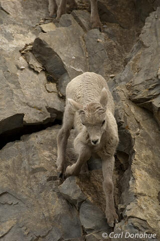 Rocky Mountains wildlife, Bighorn sheep lamb
