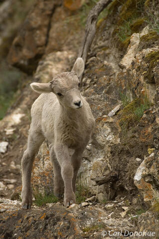 Bighorn sheep lamb on a ledge