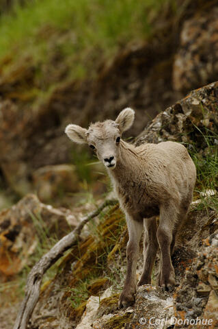 Bighorn sheep lamb photo