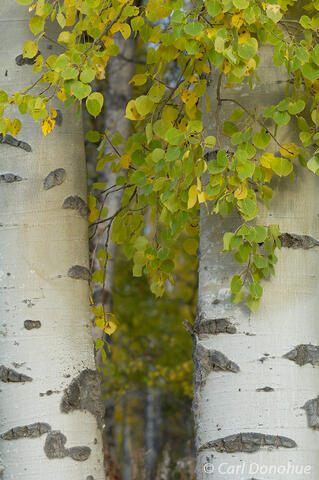 Aspens in fall, hardwood forest, British Columbia, Canada