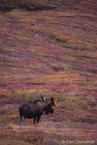 Bull Moose Denali National Park and Preserve
