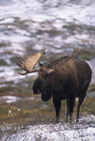 Bull Moose in snow Denali National Park Alaska