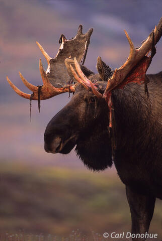 Bull Moose shedding velvet on antlers, Denali National Park