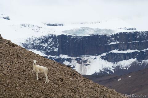 Dall Sheep lamb in Wrangell Mountains