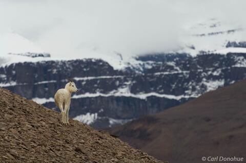 Dall Sheep lamb, Wrangell St. Elias National Park, Alaska
