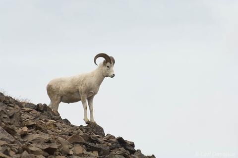 Dall Sheep ram in mountains, Wrangell St. Elias National Park