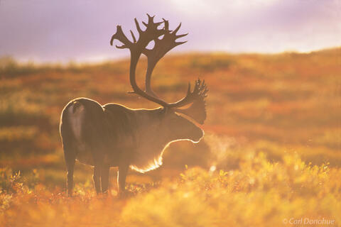 Caribou bull backlit by the evening sun, exhales as he stands on the fall tundra of Denali National Park, Alaska