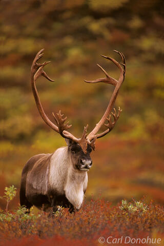 Caribou bull and fall colors.