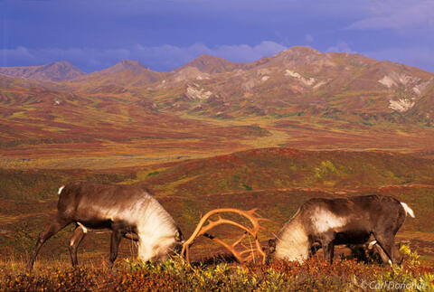 Caribou bulls sparing on the tundra in autumn, Denali National Park, Alaska.