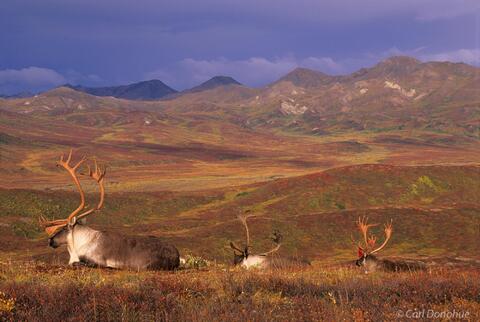 A small trio of Caribou bulls rest on the open tundra of Denali National Park, Alaska.