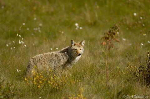 Adult Coyote in Jasper National Park, Canada