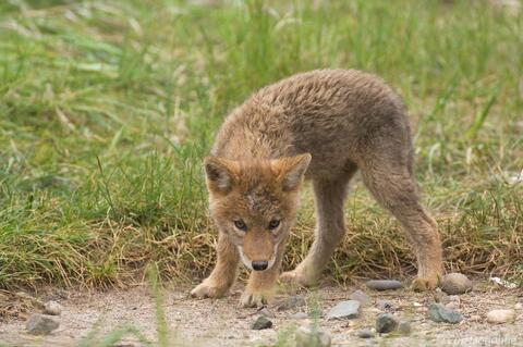 Curious coy coyote puppy photo