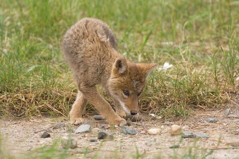 A coy coyote puppy photo