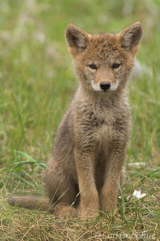 Coyote puppy photo Jasper National Park