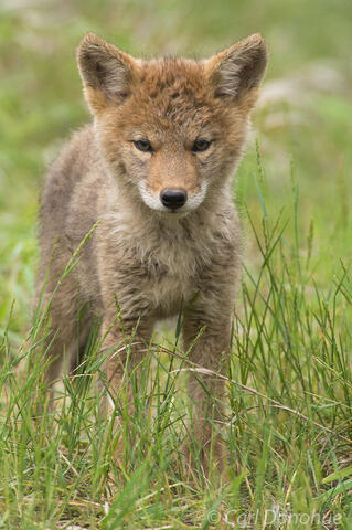 Photo of a coyote puppy