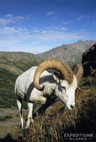 Dall Sheep Ram, portrait, Denali National Park, Alaska.
