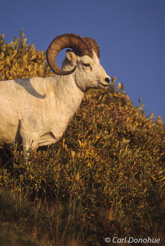 Male dall sheep ram Alaska