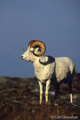 Dall sheep ram photo 