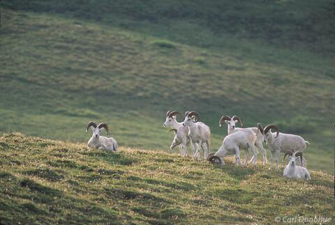 Band of Dall sheep rams, Wrangell-St. Elias National Park