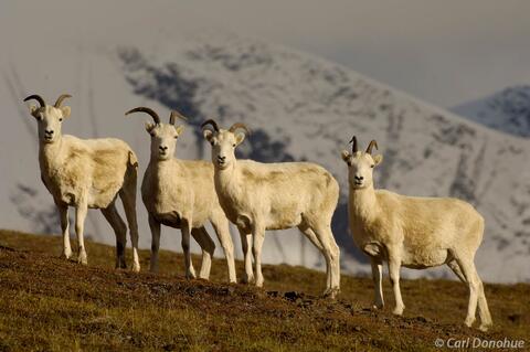 Dall Sheep ewes in Wrangell Mountains, Alaska