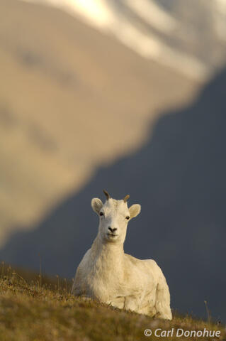 Dall Sheep resting in Wrangell-St. Elias National Park