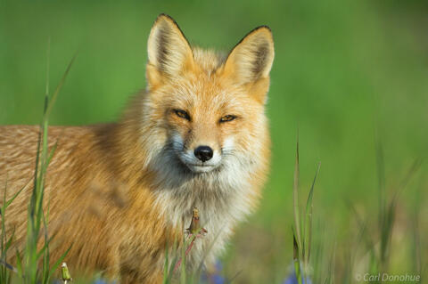 Red fox adult, evening light outside the den, British Columbia, Canada. Vulpes vulpes.