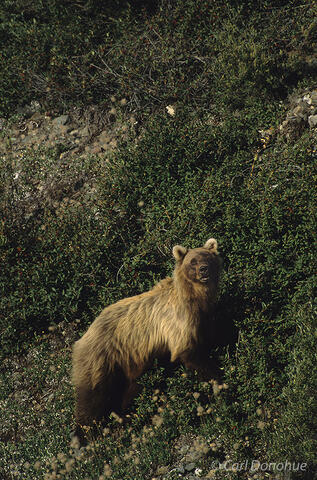 Grizzly bear portrait, Wrangell - St. Elias National Park, Alask